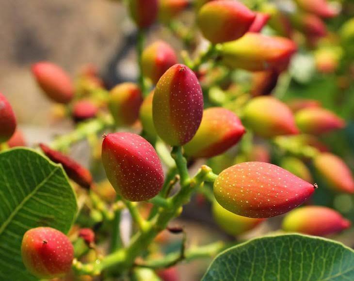 25 Pounds Pistachio Kernels P20745