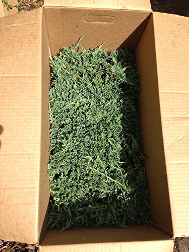 Blue Rug Juniper Live Plants Evergreen Groundcover N444335