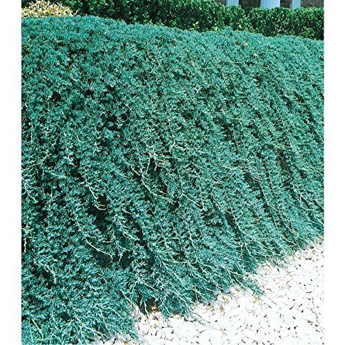 Blue Rug Juniper Live Plants Evergreen Groundcover N444335