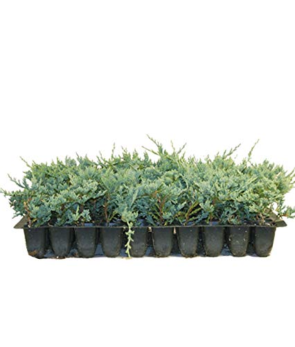 Blue Rug Juniper Live Plants Evergreen Groundcover N444335