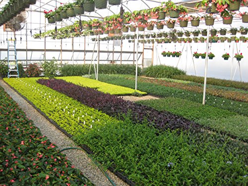 Blue Rug Juniper Live Plants Evergreen Groundcover N444335