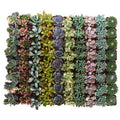 Pastel Succulent (Collection of 100) G52680