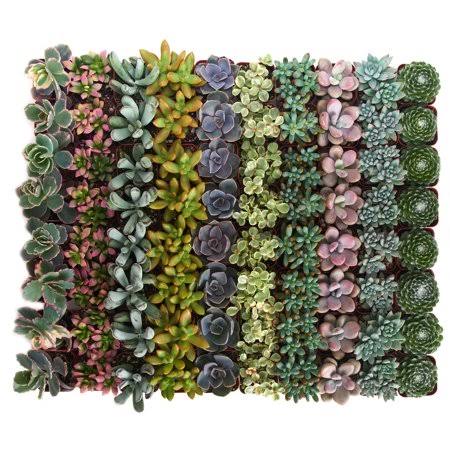 Pastel Succulent (Collection of 100) G52680