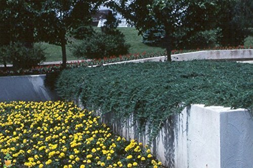 Blue Rug Juniper Live Plants Evergreen Groundcover N444335