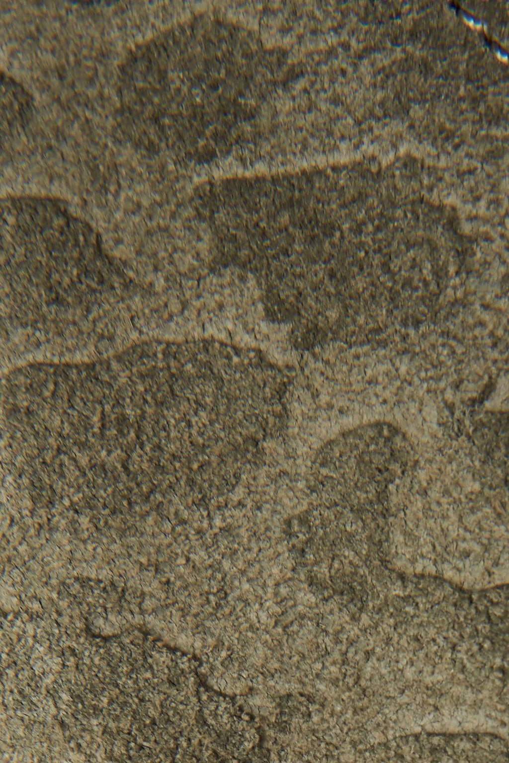 Olive Low Lace Boots O29246