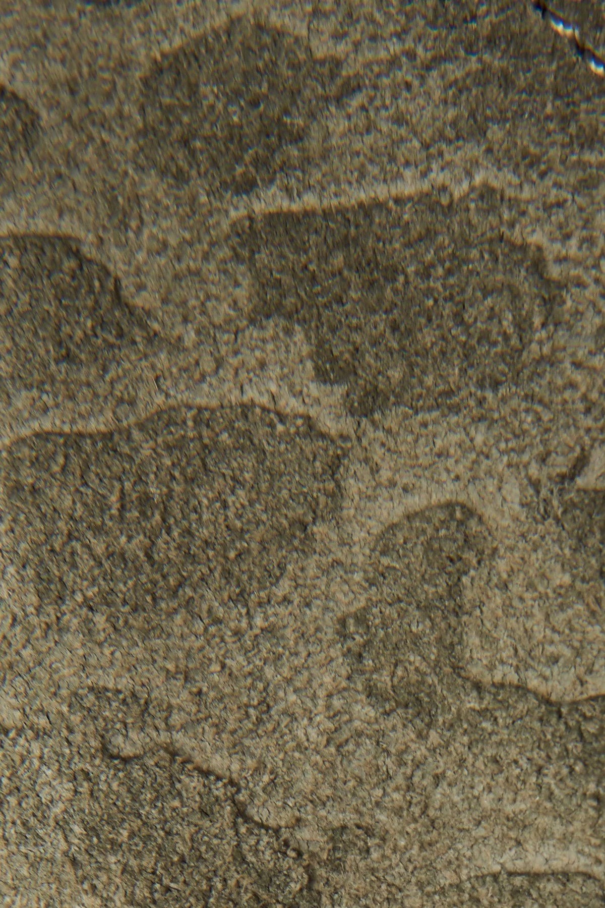Olive Low Lace Boots O29246