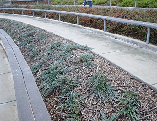 Blue Rug Juniper Live Plants Evergreen Groundcover N444335