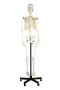 Life Sized Human Skeleton Model with Articulated Joints and Wheeled Base P7871