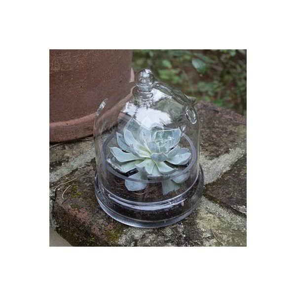 Mini Greenhouse Terrarium Cloche A38293